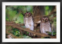 White Browed Owls, Madagascar Fine Art Print