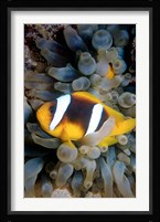 Twobar Anemonefish, Bubble Tip Anemone, Egypt Fine Art Print