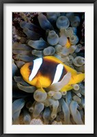 Twobar Anemonefish, Bubble Tip Anemone, Egypt Fine Art Print