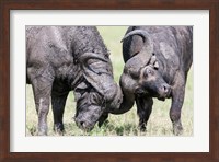 Two bull African Buffalo head butting in a duel, Maasai Mara, Kenya Fine Art Print