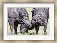 Two bull African Buffalo head butting in a duel, Maasai Mara, Kenya Fine Art Print