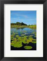 Water lilies, Okavango Delta, Botswana, Africa Fine Art Print