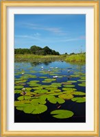 Water lilies, Okavango Delta, Botswana, Africa Fine Art Print