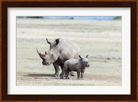 White rhinoceros mother with calf, Kenya Fine Art Print