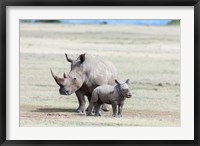 White rhinoceros mother with calf, Kenya Fine Art Print