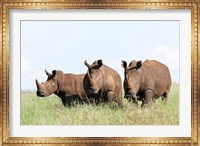 White rhinoceros, Kenya Fine Art Print