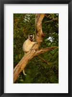 Verreaux's sifaka primate, Berenty Reserve, MADAGASCAR Fine Art Print
