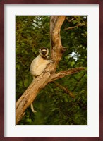 Verreaux's sifaka primate, Berenty Reserve, MADAGASCAR Fine Art Print