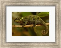 True Chameleon, Lizard, Madagascar, Africa Fine Art Print