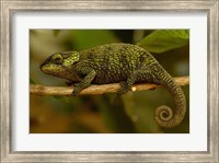 True Chameleon, Lizard, Madagascar, Africa Fine Art Print