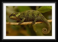 True Chameleon, Lizard, Madagascar, Africa Fine Art Print