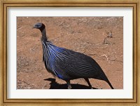 Vulturine Guinea Fowl, Kenya Fine Art Print