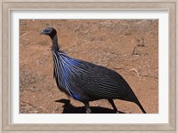 Vulturine Guinea Fowl, Kenya Fine Art Print