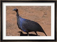 Vulturine Guinea Fowl, Kenya Fine Art Print