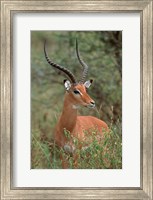 Wild Male Impala, Tanzania Fine Art Print