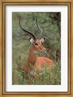 Wild Male Impala, Tanzania Fine Art Print