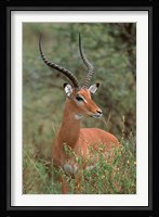 Wild Male Impala, Tanzania Fine Art Print