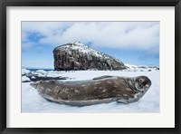 Weddell Seal resting on Deception Island, Antarctica Fine Art Print