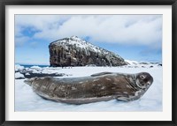 Weddell Seal resting on Deception Island, Antarctica Fine Art Print