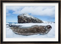 Weddell Seal resting on Deception Island, Antarctica Fine Art Print