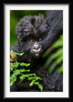 Umubano Group Of Mountain Gorillas, Volcanoes National Park, Rwanda Fine Art Print