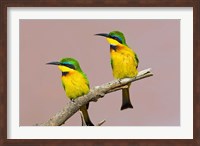 Two little bee-eater birds on limb, Kenya Fine Art Print