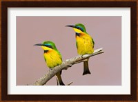 Two little bee-eater birds on limb, Kenya Fine Art Print