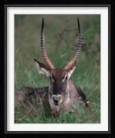 Waterbuck, Kenya Fine Art Print