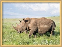 White rhinoceros, Ceratotherium simum, Kenya, Africa Fine Art Print