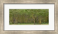 Yellow Fever Tree, Lake Nakuru National Park, Kenya Fine Art Print