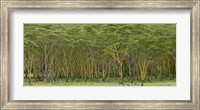 Yellow Fever Tree, Lake Nakuru National Park, Kenya Fine Art Print