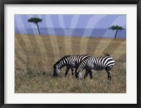 Zebra on the Serengeti, Kenya Fine Art Print