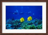 Yellow Butterflyfish with Scuba Divers, Red Sea, Egypt Fine Art Print