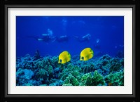 Yellow Butterflyfish with Scuba Divers, Red Sea, Egypt Fine Art Print