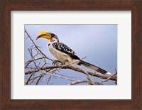 Yellow-billed Hornbill perched in tree, Samburu Game Reserve, Kenya Fine Art Print
