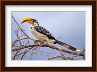 Yellow-billed Hornbill perched in tree, Samburu Game Reserve, Kenya Fine Art Print