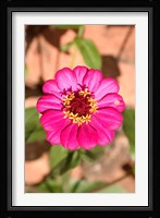 Zinnia flower, Antananarivo, Madagascar Fine Art Print