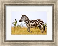 Zebras Herding in The Fields, Maasai Mara, Kenya Fine Art Print