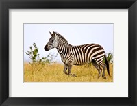 Zebras Herding in The Fields, Maasai Mara, Kenya Fine Art Print