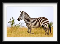 Zebras Herding in The Fields, Maasai Mara, Kenya Fine Art Print