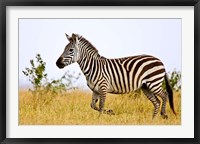 Zebras Herding in The Fields, Maasai Mara, Kenya Fine Art Print