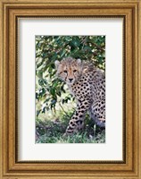 Young cheetah resting beneath bush, Maasai Mara, Kenya Fine Art Print