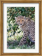 Young cheetah resting beneath bush, Maasai Mara, Kenya Fine Art Print