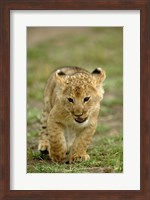Young lion cub, Masai Mara Game Reserve, Kenya Fine Art Print