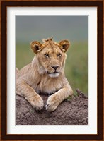 Young male lion on termite mound, Maasai Mara, Kenya Fine Art Print
