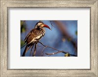 Zimbabwe, Hwange NP, Red-billed hornbill bird Fine Art Print
