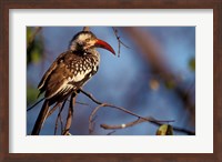 Zimbabwe, Hwange NP, Red-billed hornbill bird Fine Art Print