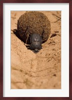 Zimbabwe. Dung Beetle insect rolling dung ball Fine Art Print