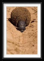 Zimbabwe. Dung Beetle insect rolling dung ball Fine Art Print