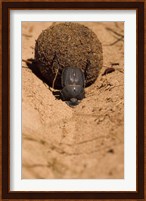 Zimbabwe. Dung Beetle insect rolling dung ball Fine Art Print